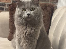 Deckkater Britisch Lange Haar