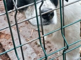 Wem geht Perrys Blick mitten durchs Herz?