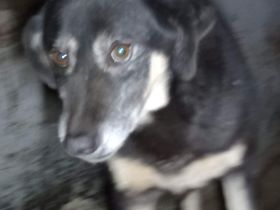 Peter Pan – Ein fröhlicher Teamplayer sucht sein Zuhause