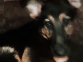 Puka möchte dich im Leben begleiten