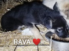 Rava möchte das Leben mit dir teilen.