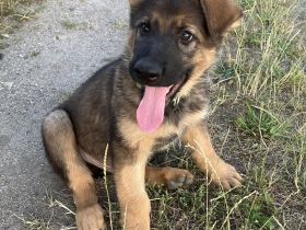 Schäferhund Welpen Rüden gerader Rücken groß