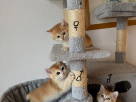 BKH Black Golden Kitten