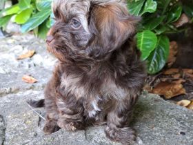 Bolonka Zwetna Welpe/Rüde