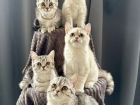 BKH Britisch Kurzhaar Kitten Abgabebereit