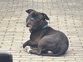 Amerikanische Bulldogge