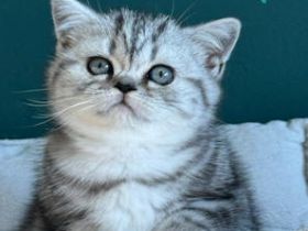 BKH Silver Tabby Baby mit exzellentem Stammbaum, EU-Pass, Termochip, Kotprobe &, Gesundheitszeugnis