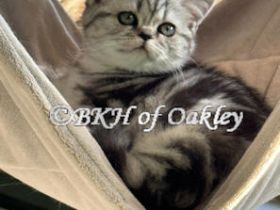 BKH Silver Tabby Baby mit exzellentem Stammbaum, EU-Pass, Termochip, Kotprobe &, Gesundheitszeugnis