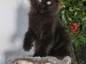 Maine Coon Kitten mit Stammbaum