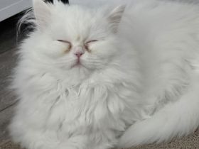 weißes Persermädchen mit großem Koffer