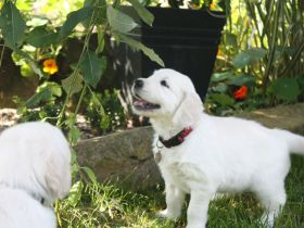Golden Retriever Welpen in creme-weiß