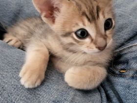 Savannahkitten F6 SBT