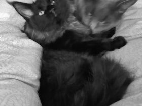 XXXL Reinrassige Maine Coon Kitten. beide Cats -Eltern XXXL groß natürlich mit Stammbaum.