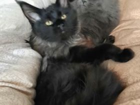 XXXL Reinrassige Maine Coon Kitten. beide Cats -Eltern XXXL groß natürlich mit Stammbaum.