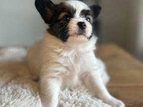 Papillon Welpen mit Papieren