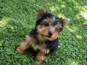 Wunderschöner, quirliger Yorki Bubi freut sich auf ein schönes, neues zu Hause.