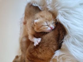 Bkh Kitten black golden (rot) mit Stammbaum ab September