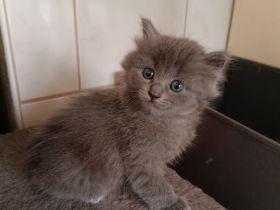 Heilige Birma & British Longhair