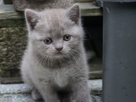 BKH Kitte Mädchen lilac reinrassig