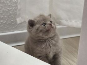 BKH Kitte Mädchen lilac reinrassig