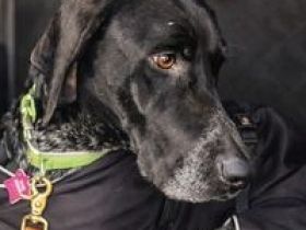 Evangelia, weiblicher Deutsch Kurzhaar-Mix (zur Pflege in 65205 Wiesbaden)