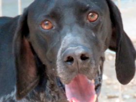 Evangelia, weiblicher Deutsch Kurzhaar-Mix