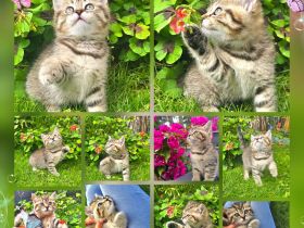 Bkh Bärchen in wunderschönen Farben aus seriöser Zucht