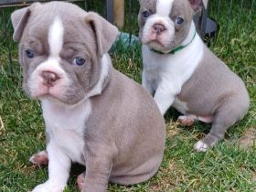 Zwei Boston Welpen in der Farbe Lilac