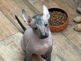 Reinrassige peruanische Nackthundwelpen mit FCI-Papieren