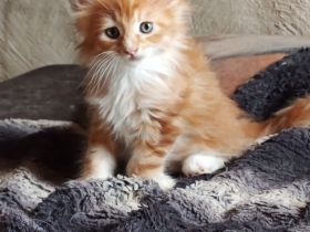 reinrassige Main Coon Kitten
