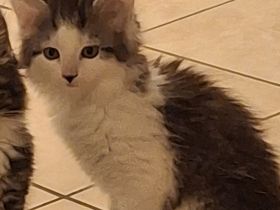 Maine coon Kätzchen