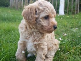 Bollipoo Welpen - wie aus dem Bilderbuch /Bolonka x Zwergpudel ähnlich Maltipoo,Toy Pudel,Kleinpudel