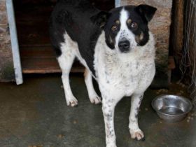 Scheue Orea sucht sicheren Hafen