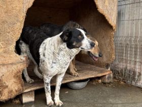 Scheue Orea sucht sicheren Hafen