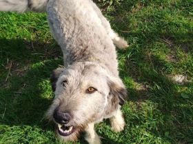 Rosalie erobert dein Herz im Sturm
