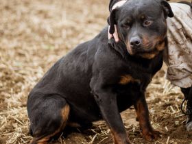Paul, Rottweiler Mischlingsrüde wünscht sich eine Familie