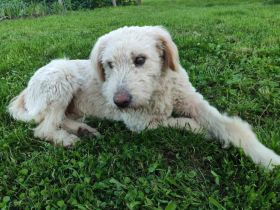 Kuschelbär Aras sucht sein Körbchen