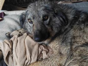 Flauschige Enya sucht ihre Menschen