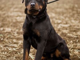Raul, toller Naturbursche sehnt sich nach Eurer Nähe