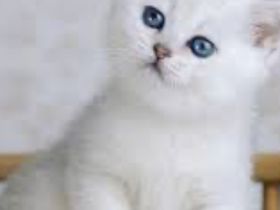 BKH Kitte mit Bringservice