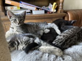 EKH / BKH Kitten Kätzchen abzugeben