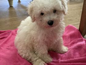 Wunderschöne Bichon Frisé Welpen