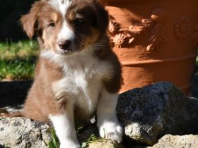 Border Collie Welpen in wunderschönen Farben