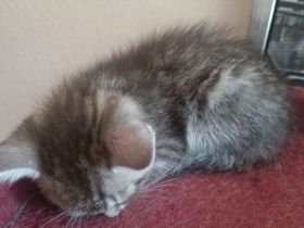 6 BKH Katzenbabys w und m