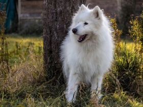 Über Balou – altes Spiel – neues Glück…