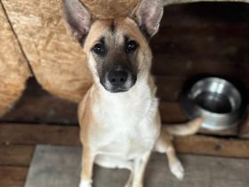 Fira träumt vom Ankommen - gibst du ihr eine Chance auf ein neues Leben?