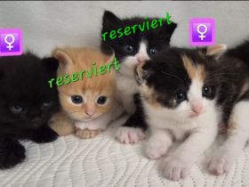 Abgabebereit - Wunderschöne Bkh Kitten Babykatzen