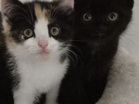 Wunderschöne Bkh / Maine-Coon "2 noch zu haben" Maine Coon / Bkh Mix Kitten