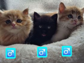 Bkh Kitten - ab sofort reservierbar ❤️ Britisch Kurzhaar Babykatzen