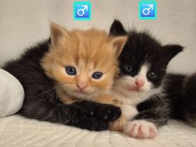 Bkh Kitten - ab sofort reservierbar ❤️ Britisch Kurzhaar Babykatzen